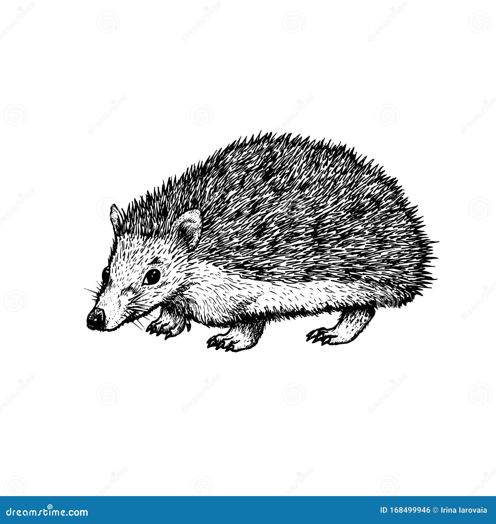 hedgehog illustration black and white