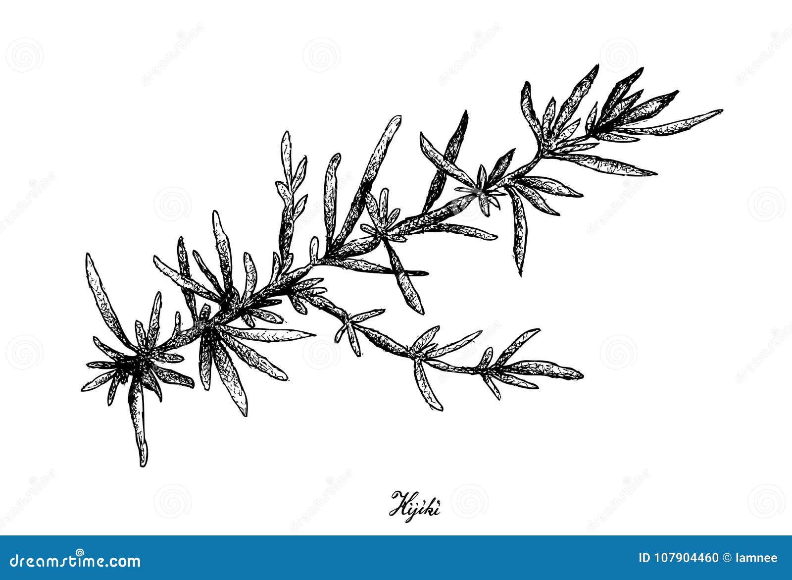 hand drawn of hijiki seaweed on white background