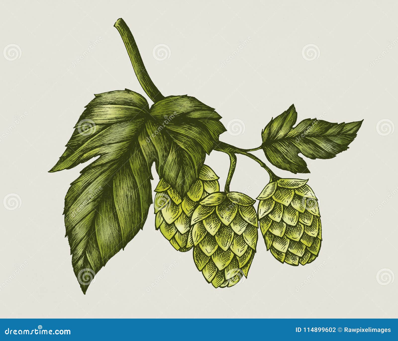 hand-drawn hops, flavoring and stability agent in beer