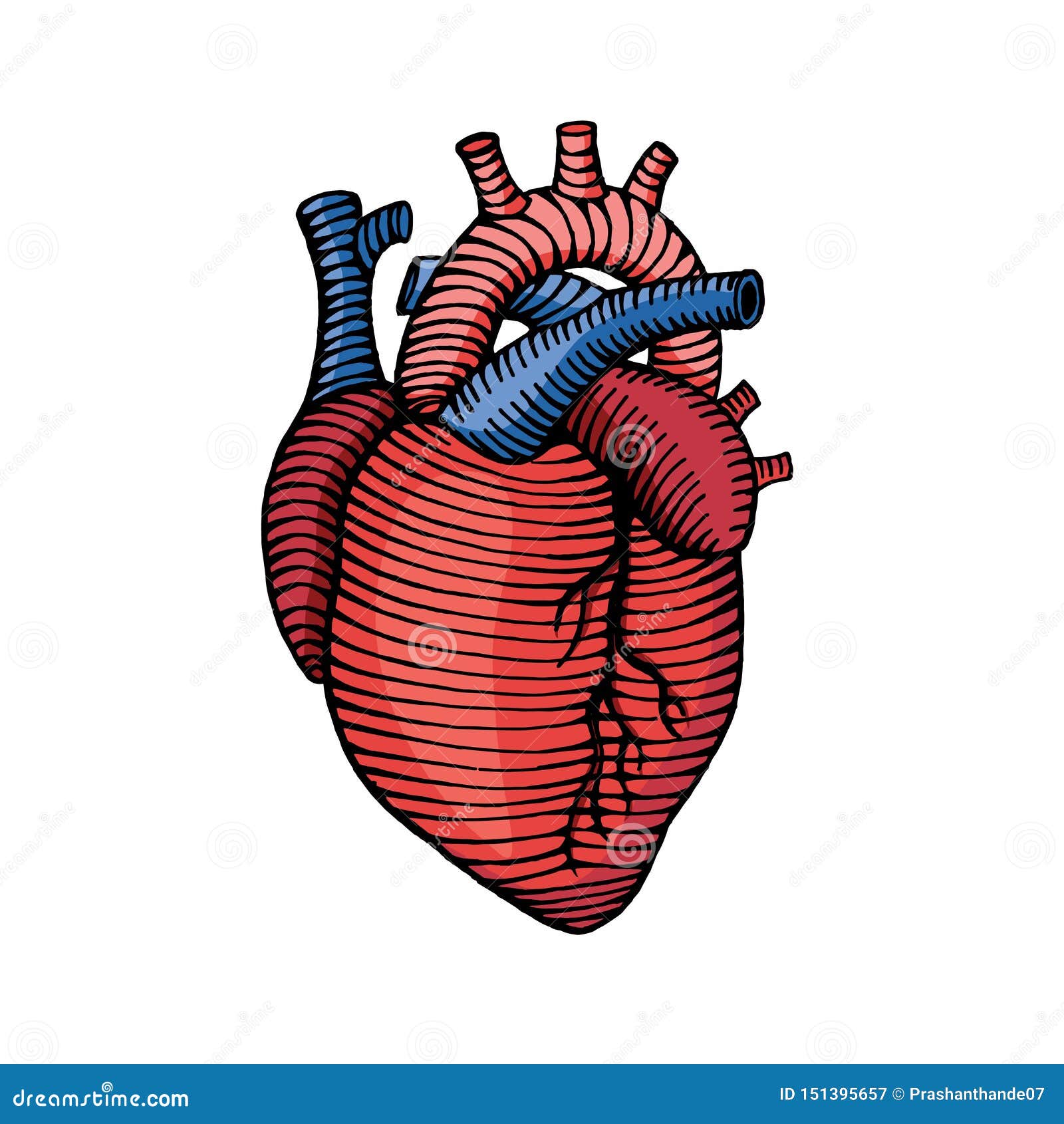 human heart simple drawing. vector stock doodle 3770232 Vector Art at  Vecteezy-saigonsouth.com.vn