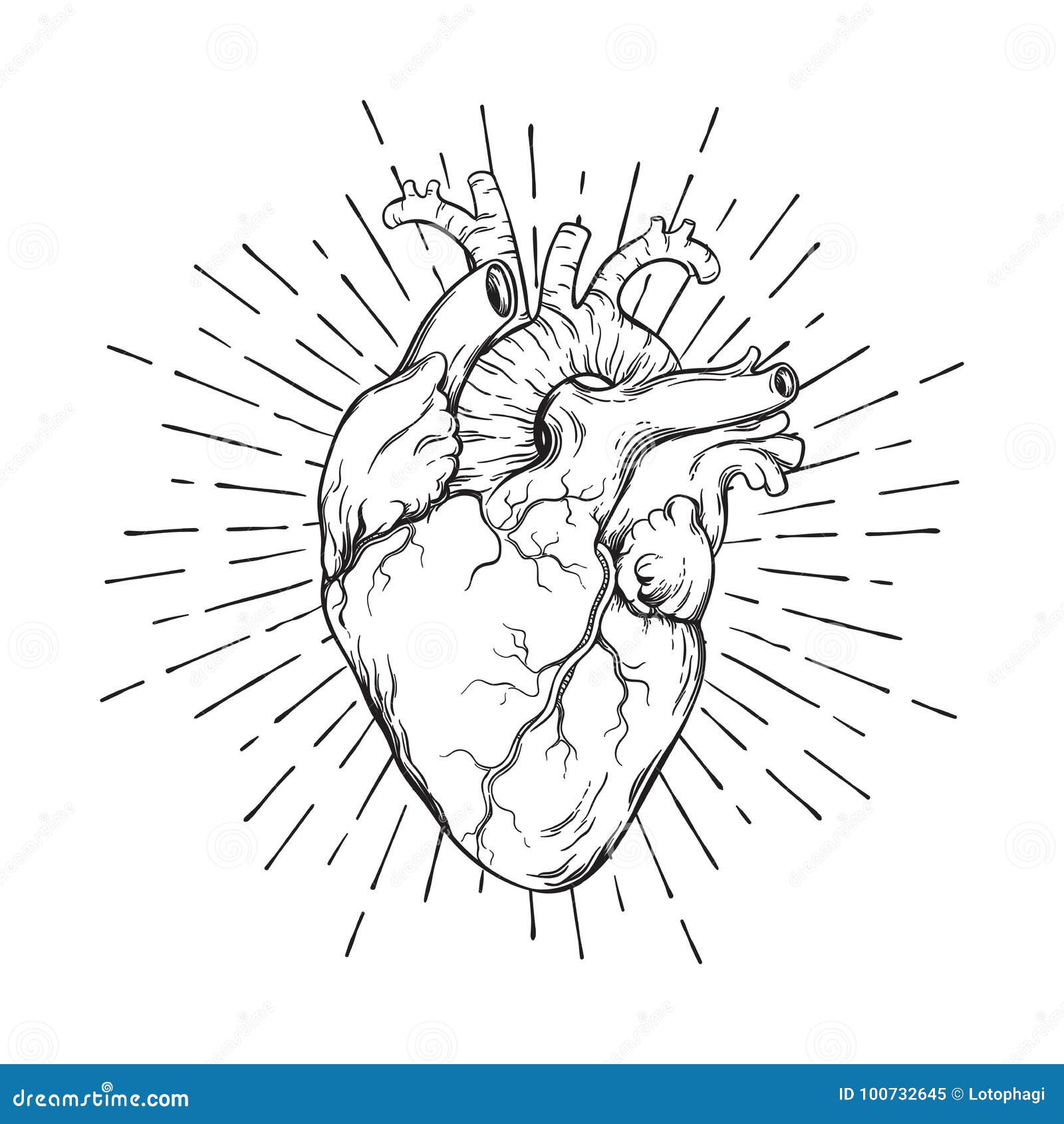 hand drawn human heart with sunburst anatomically correct art. flash tattoo or print   