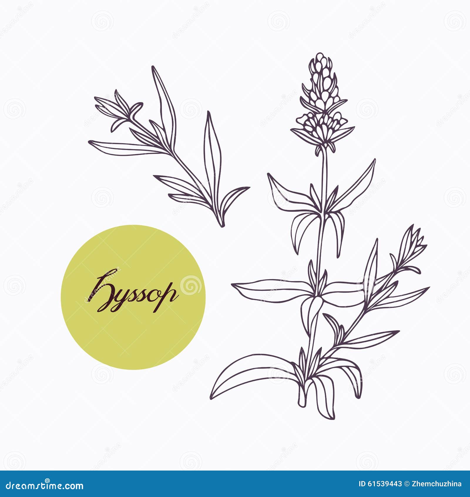 hand drawn hyssop branch with leaves 