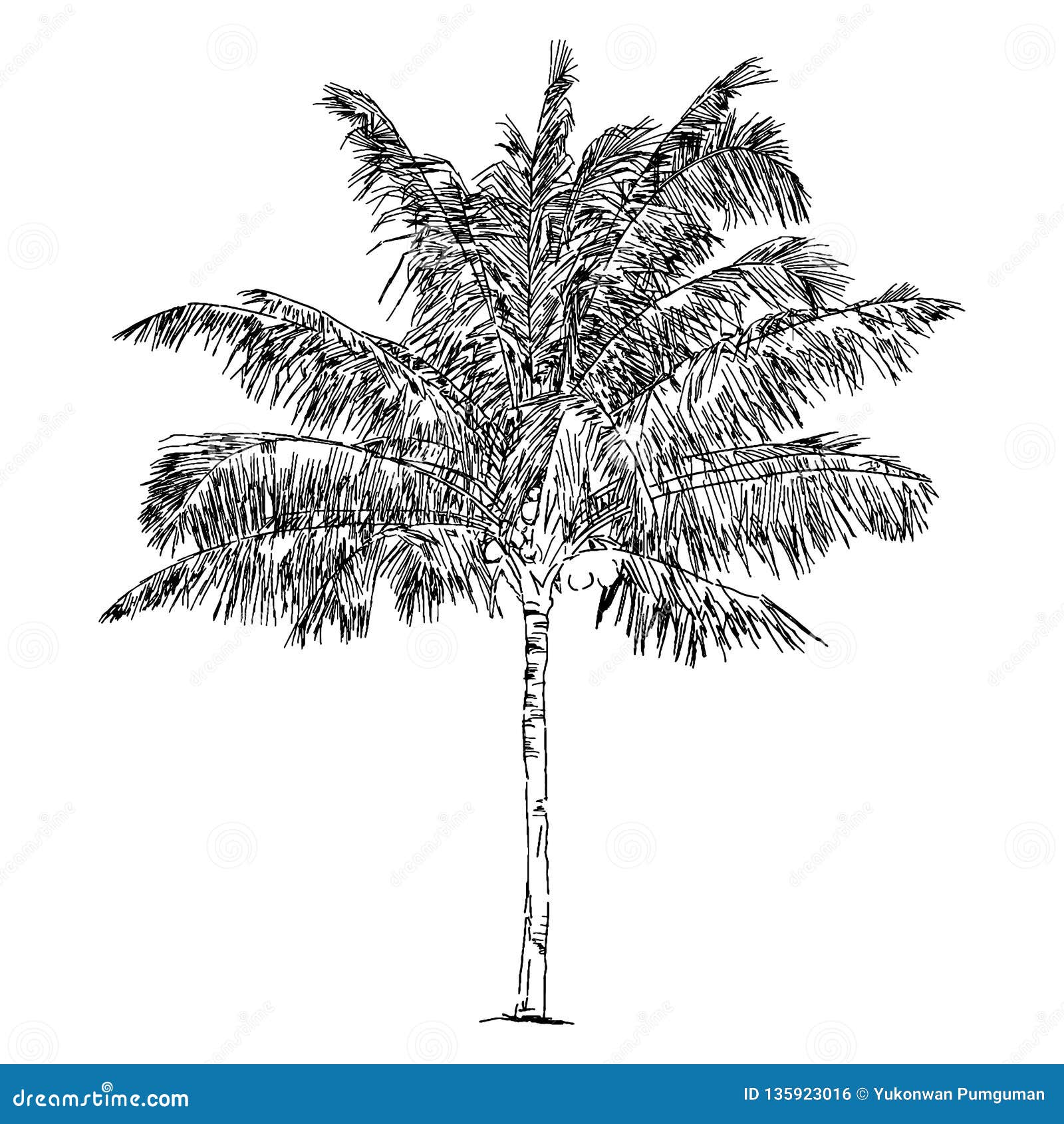 Tree Sketch Stock Photos and Images  123RF