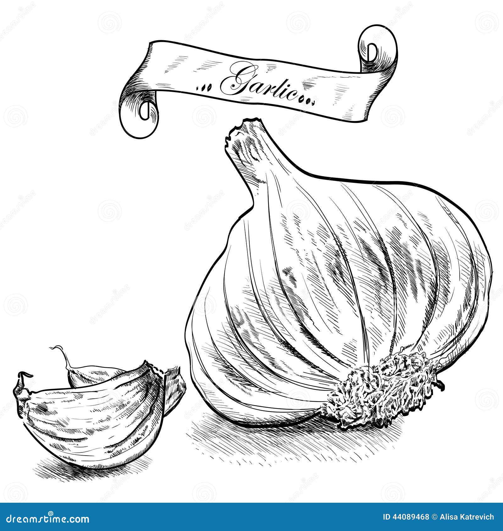 Hand Drawn Illustration With Garlic Isolated. Stock Vector Image