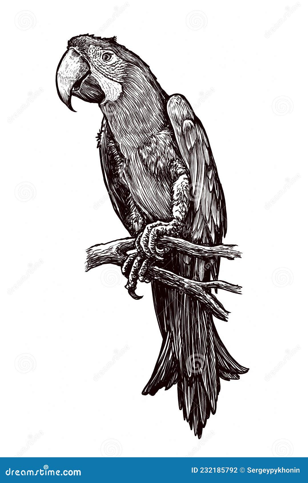 Hand Drawn Illustration of Parrot. Sketch of Bird Isolated on White ...