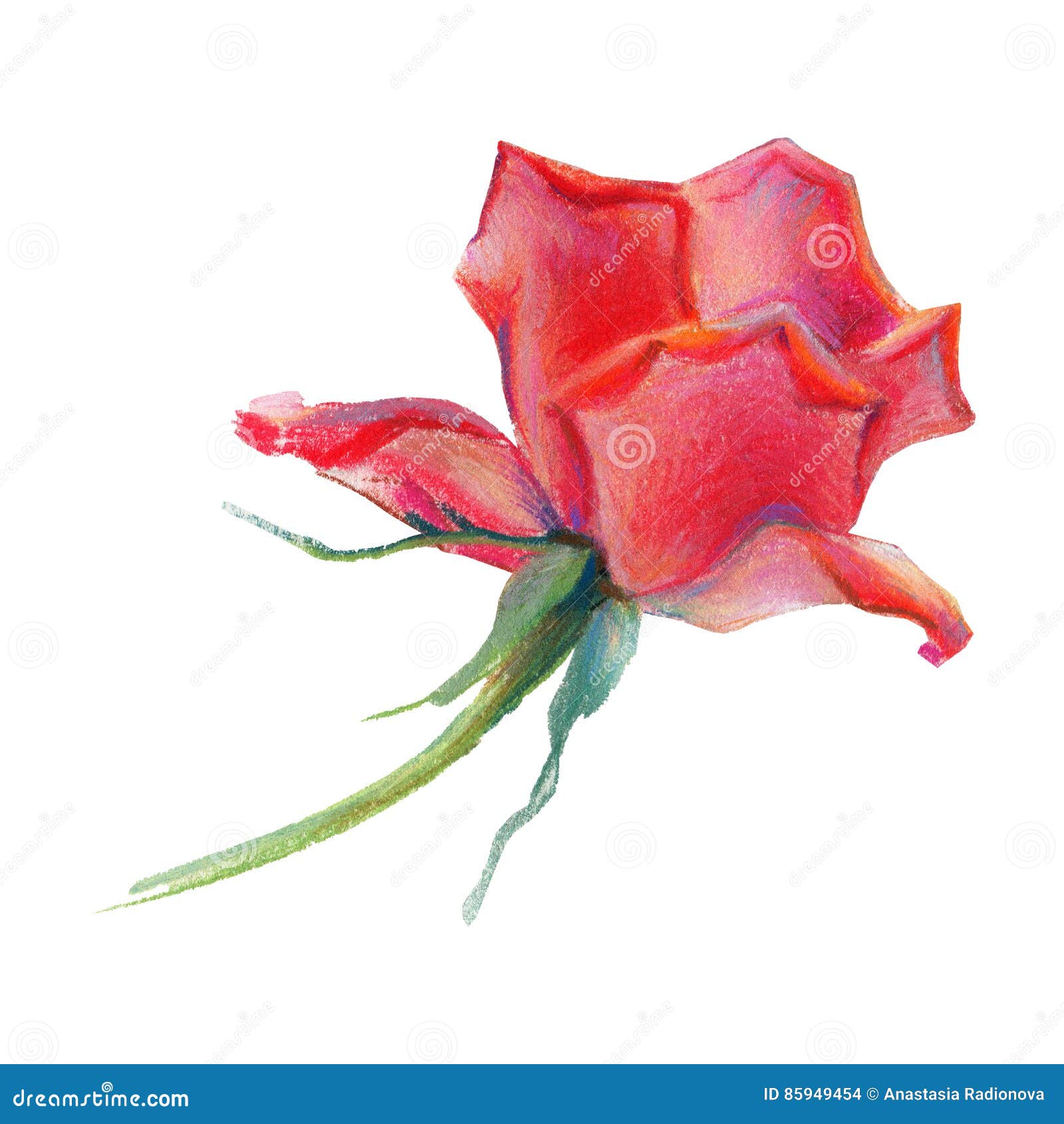 Hand Drawn Illustration. Red Rose. Pastel. Stock Illustration ...