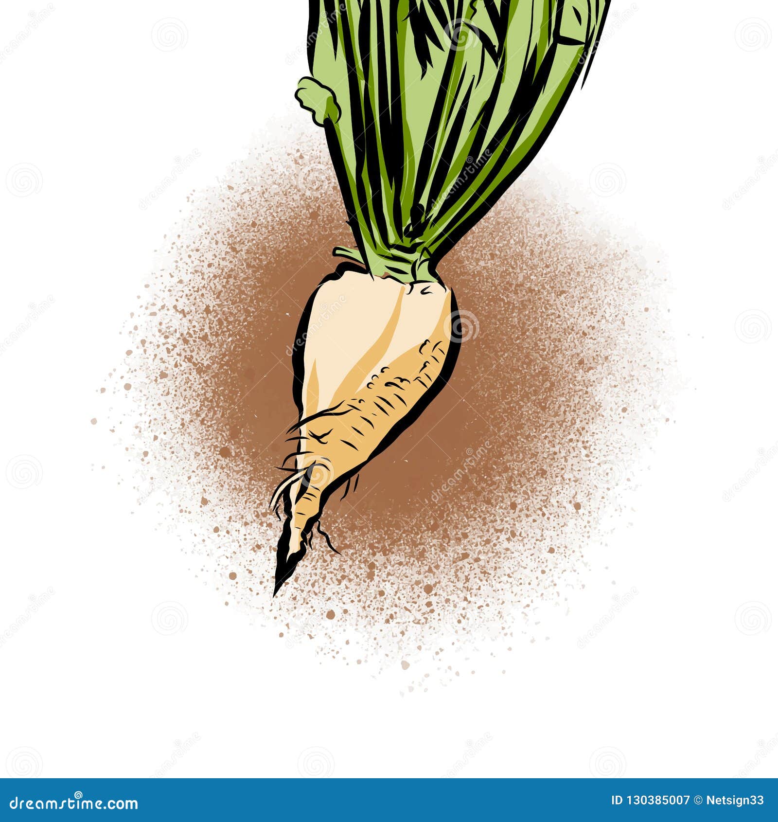 Hand Drawn Illustration of Sugar Beet Stock Vector Illustration of