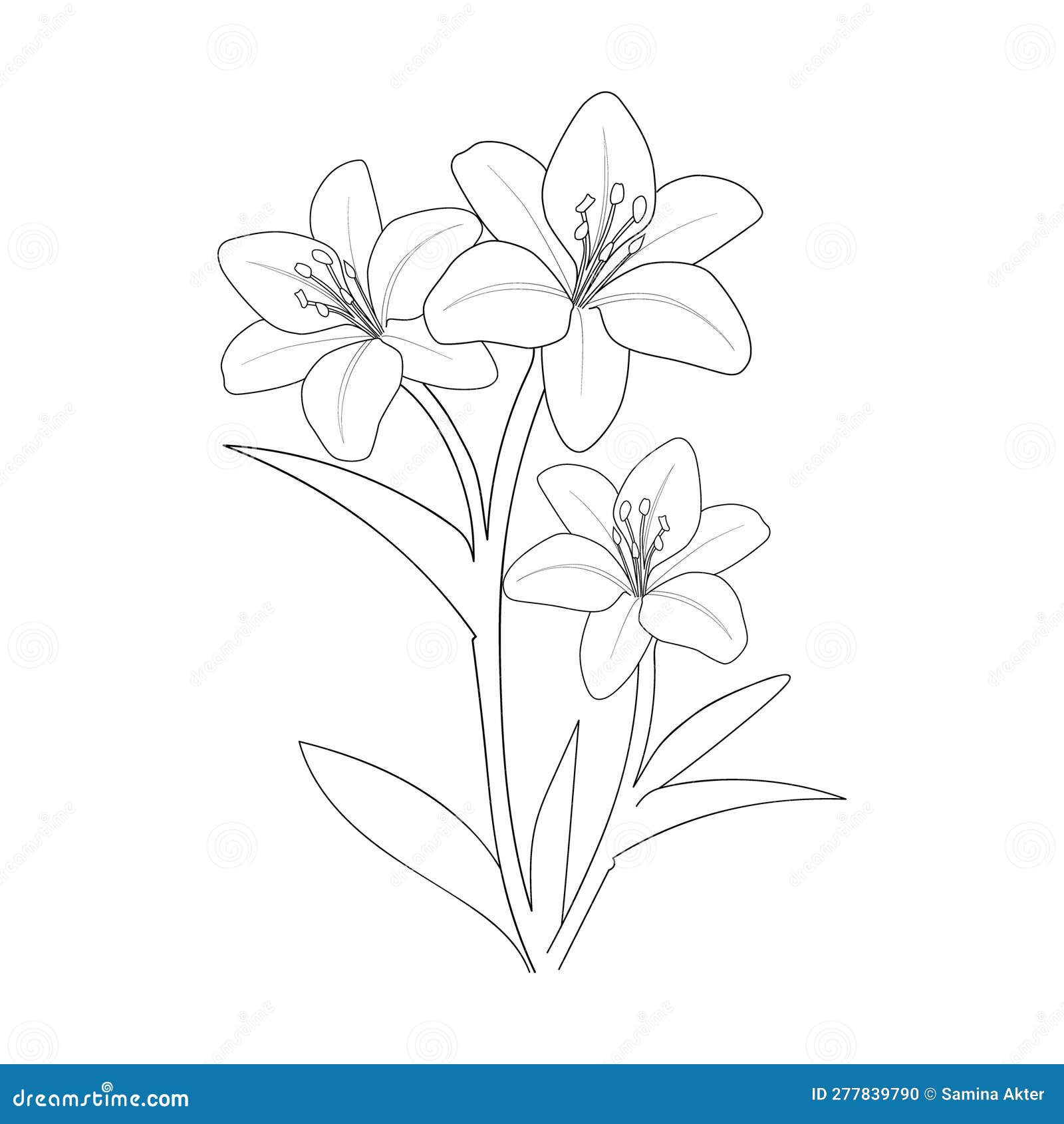 lily outline coloring page