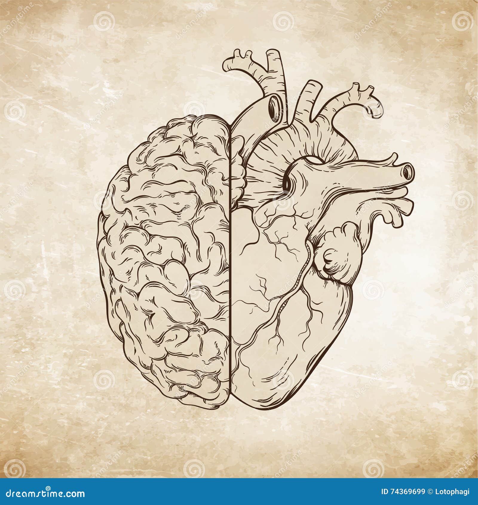 hand drawn line art human brain and heart. da vinci sketches style over grunge aged paper background  