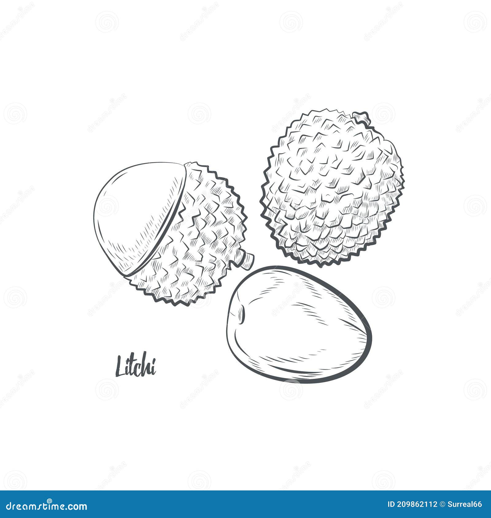 Lychee Sketch Stock Photos and Images - 123RF