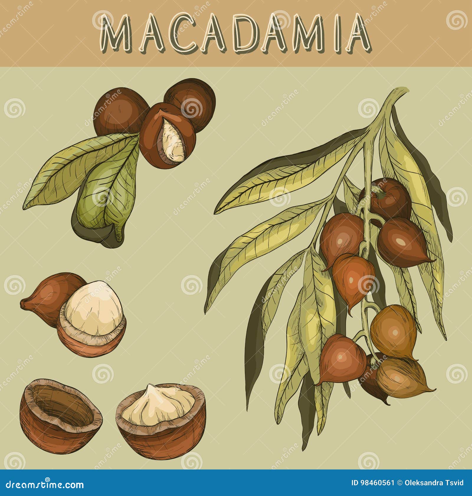 Hand Drawn Macadamia Nut and Branch Stock Vector Illustration of