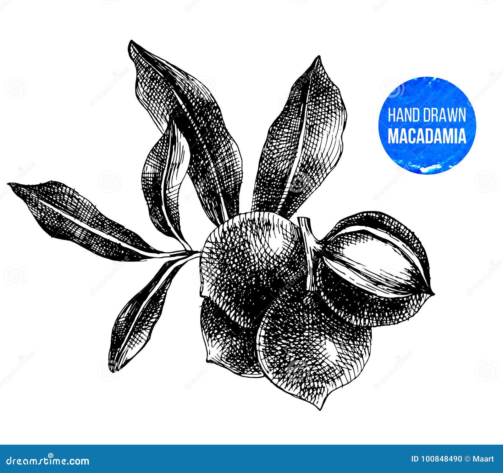 Hand drawn macadamia nuts stock vector. Illustration of design 100848490