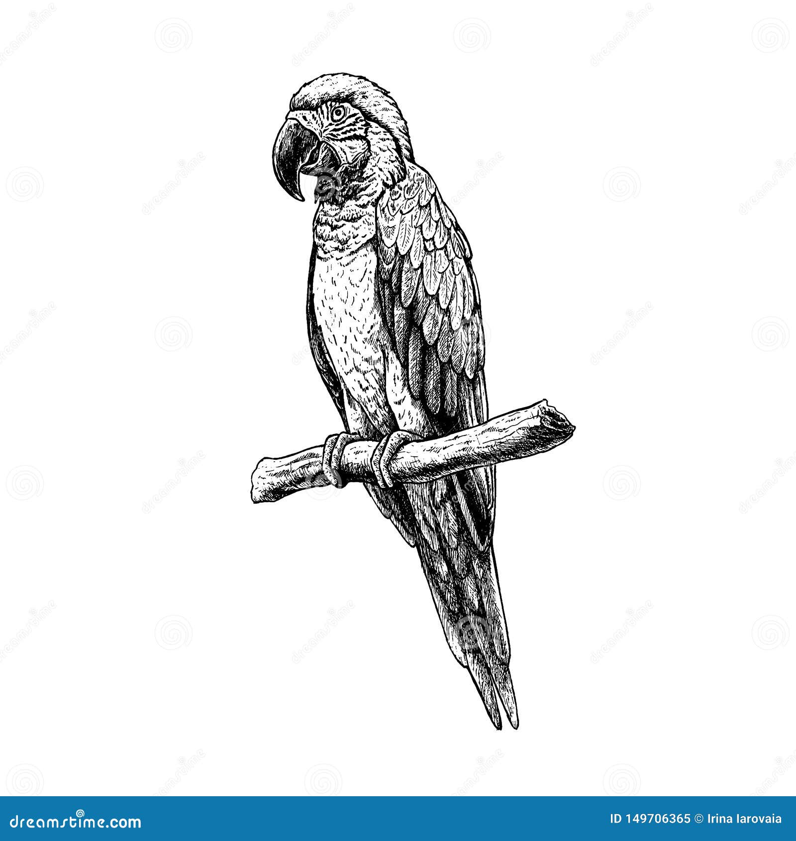Hand Drawn Macaw Parrot. Vector Sketch. Illustration of Animal. Stock ...