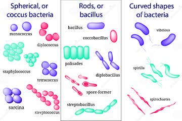 Hand Drawn Microbiology Set. Arrangements of Bacterial Microorganism ...