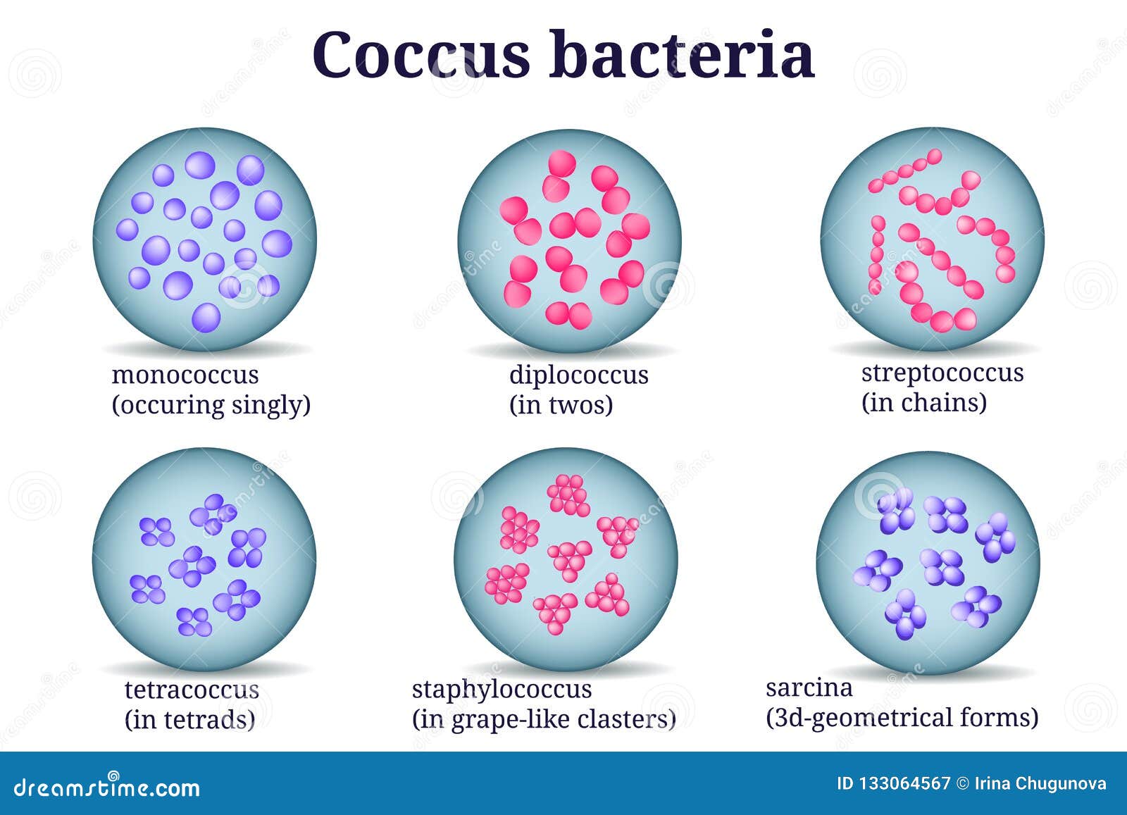Arrangements of Coccus Bacterial Microorganism in Petri Dish. Stock Vector  - Illustration of curved, bacterium: 133064567
