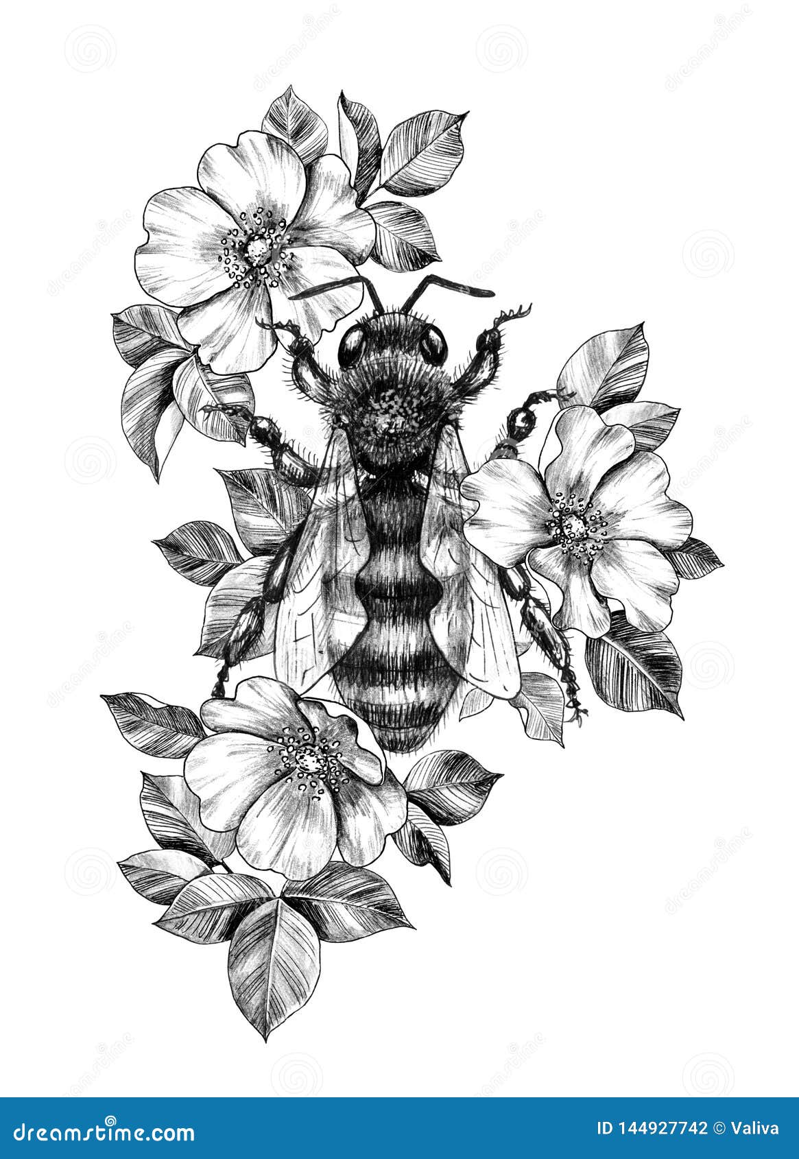 https://thumbs.dreamstime.com/z/hand-drawn-monochrome-bee-dog-rose-flowers-big-decorated-roses-isolated-white-background-pencil-drawing-honeybee-elegant-144927742.jpg