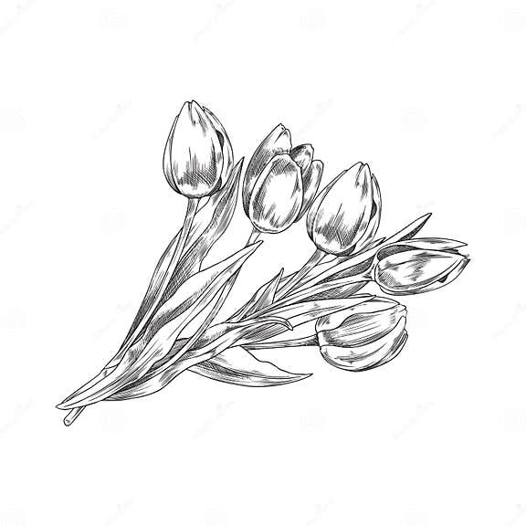 Hand Drawn Monochrome Bouquet of Tulips, Sketch Style Stock Vector ...