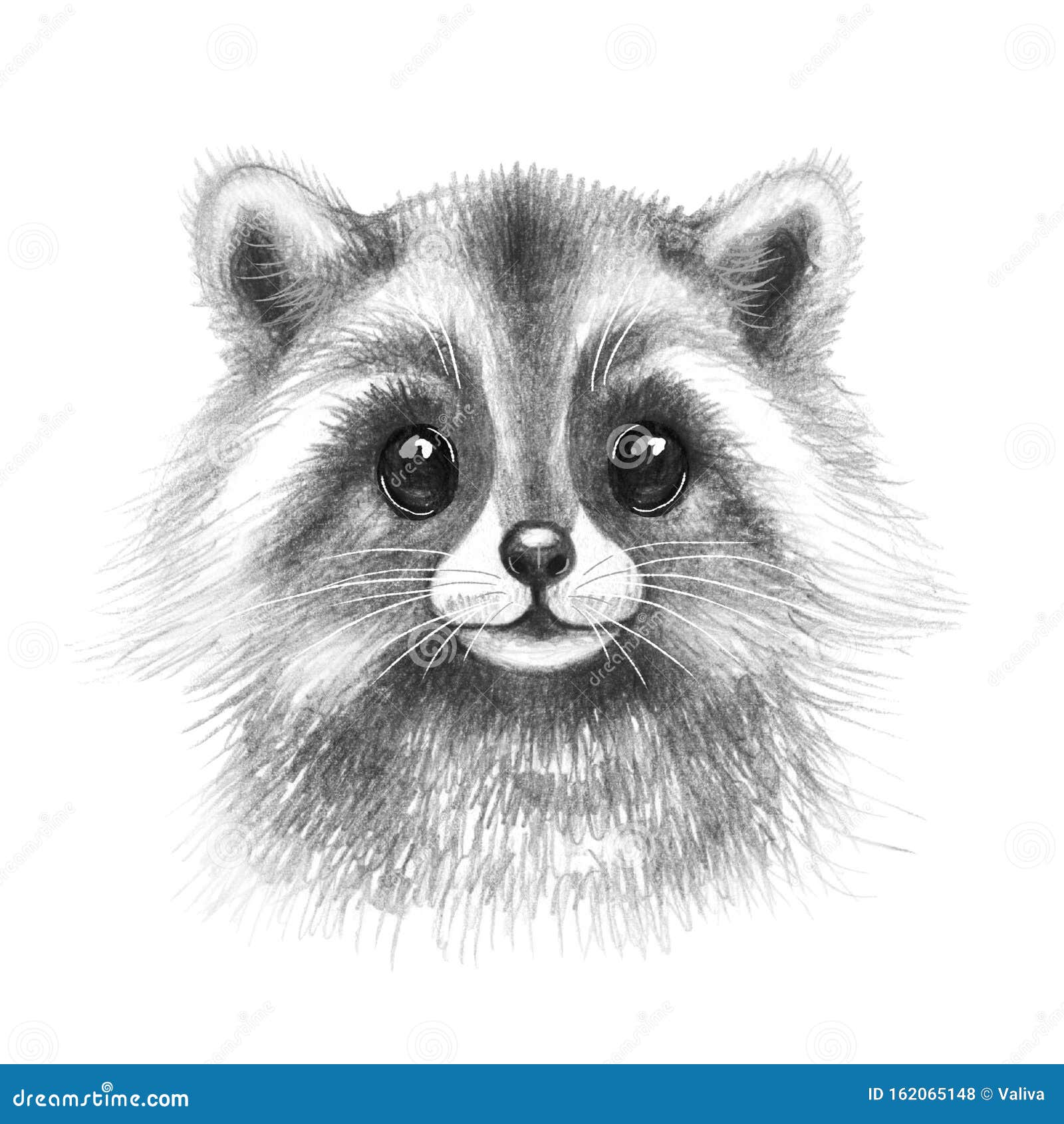 Hand Drawn Cartoon Raccoon Portrait Stock Photo - Image of design, drawn: 162065148 Hand Drawn Cartoon Raccoon Portrait Stock Photo - Image of design, drawn: 162065148