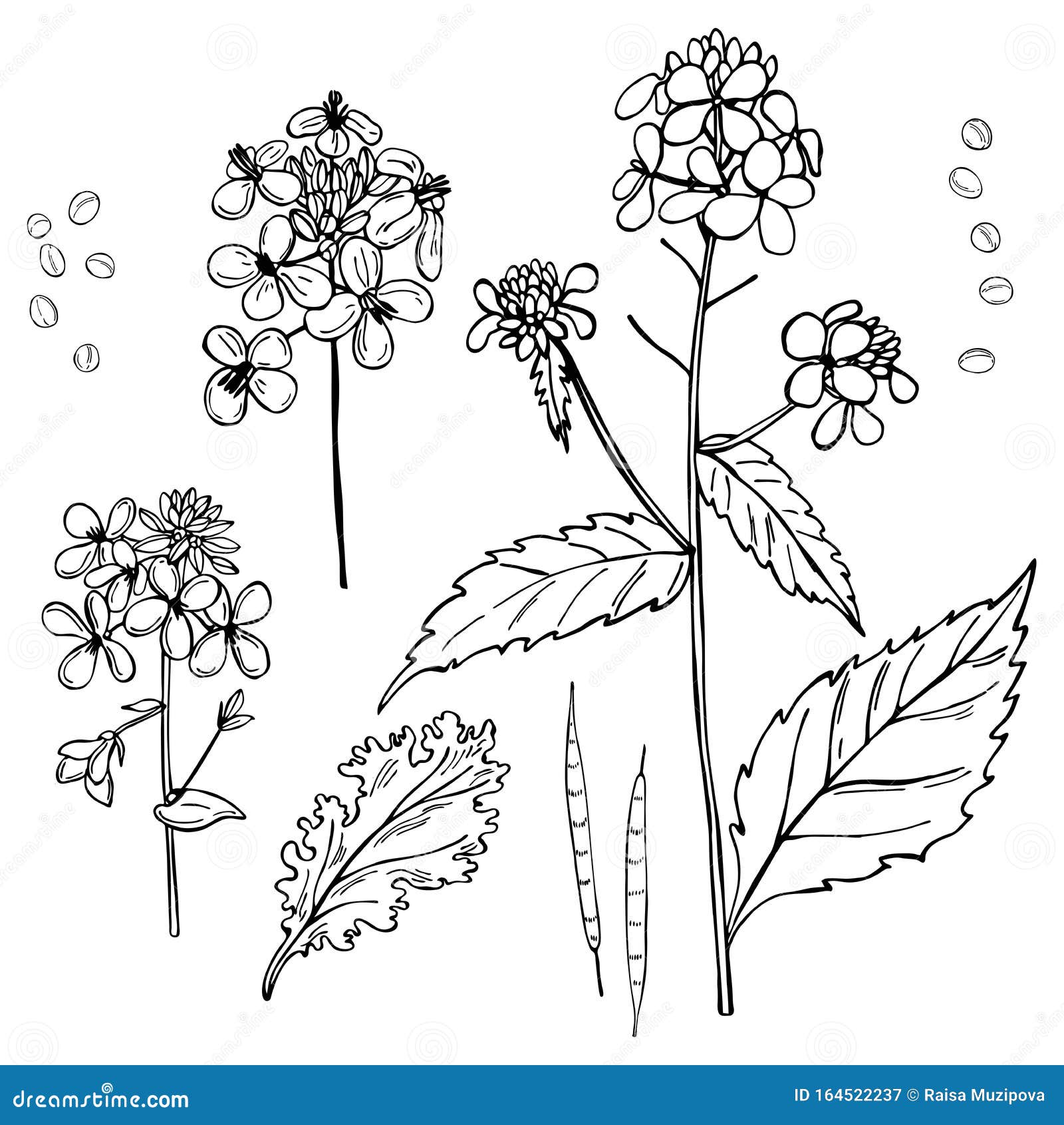 Handdrawn Mustard Plant. Vector Sketch Illustration Stock Vector