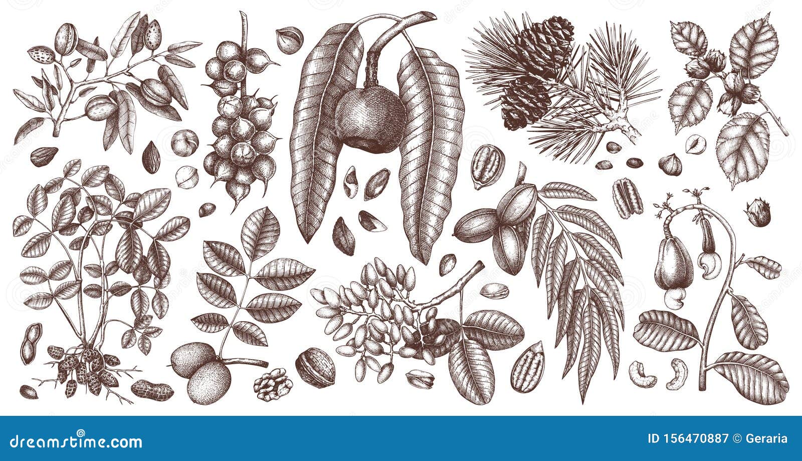 hand drawn nut trees and plants botanical collection. with trees, branches, nuts, fruits, conifers and cones sketches. culinary