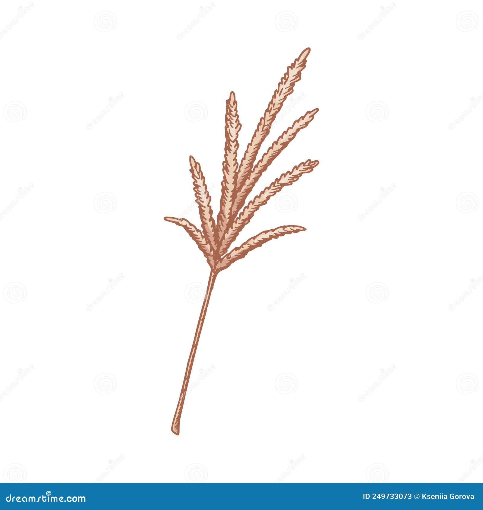 Hand Drawn Pampas Grass Isolated on White Background. Vector