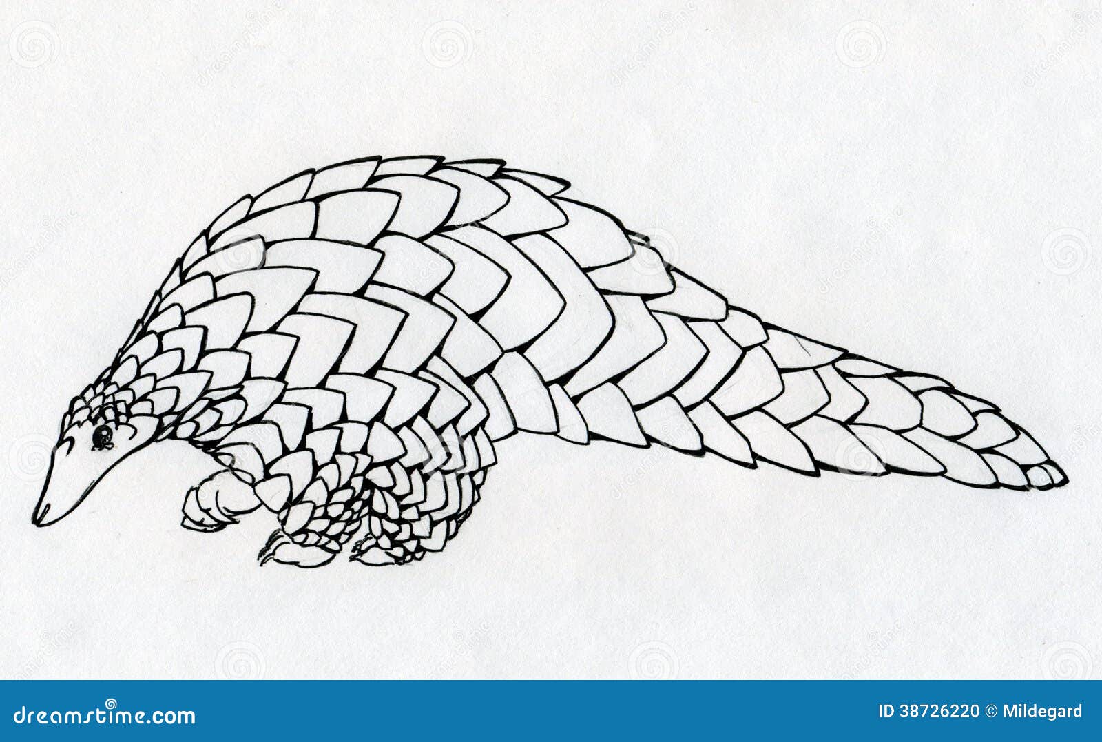 Download Hand Drawn Pangolin Contour Stock Illustration - Illustration of artistic, scale: 38726220