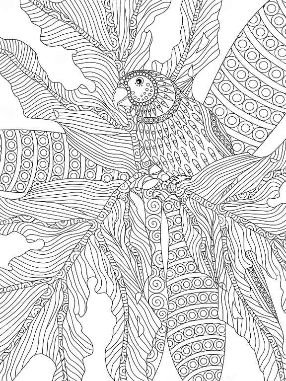 Hand Drawn Parrot Adult Colouring Stock Illustration - Illustration of ...