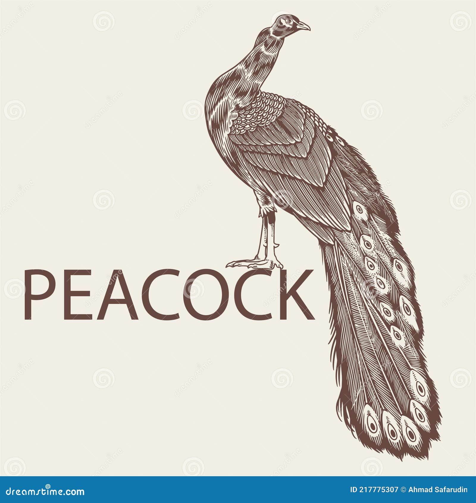 pix Pencil Peacock Drawing Designs dreamstime com