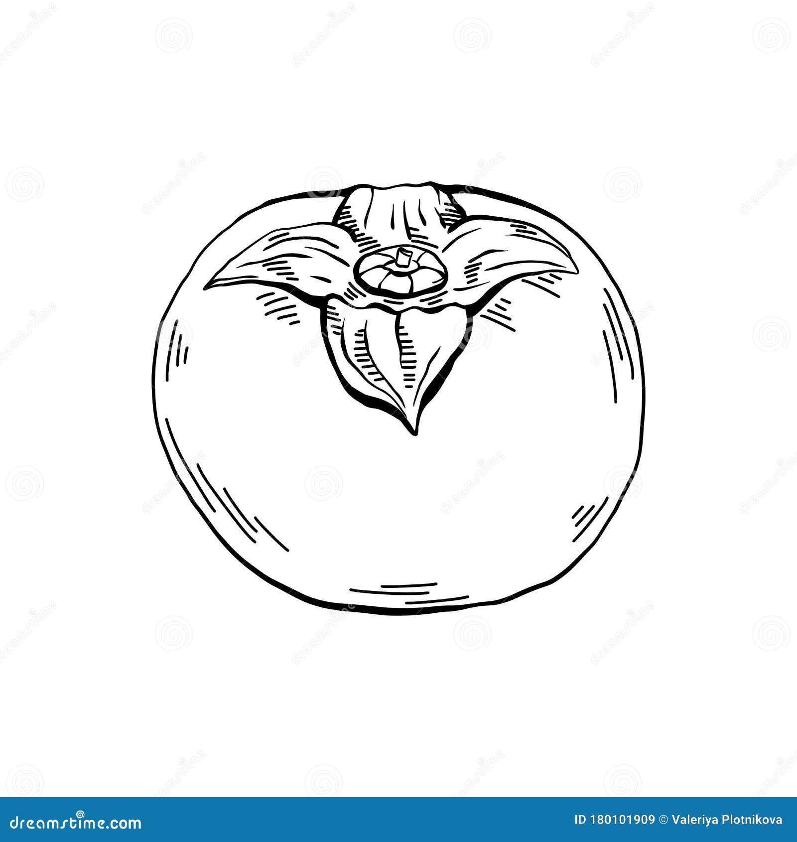 Handdrawn Persimmon Sketch with Hatching. Outline Ripe Fruit