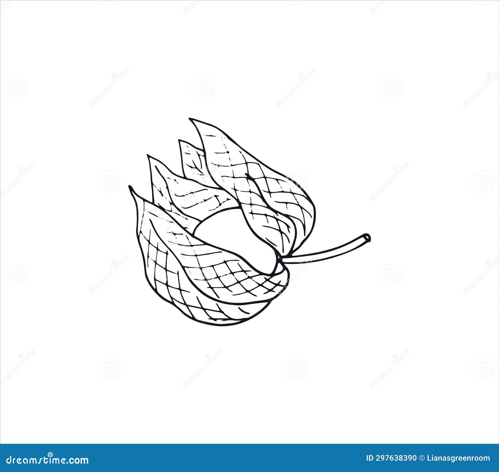 Physalis Plant Drawing. Handdrawn Healthy Fruit, Vector Illustration