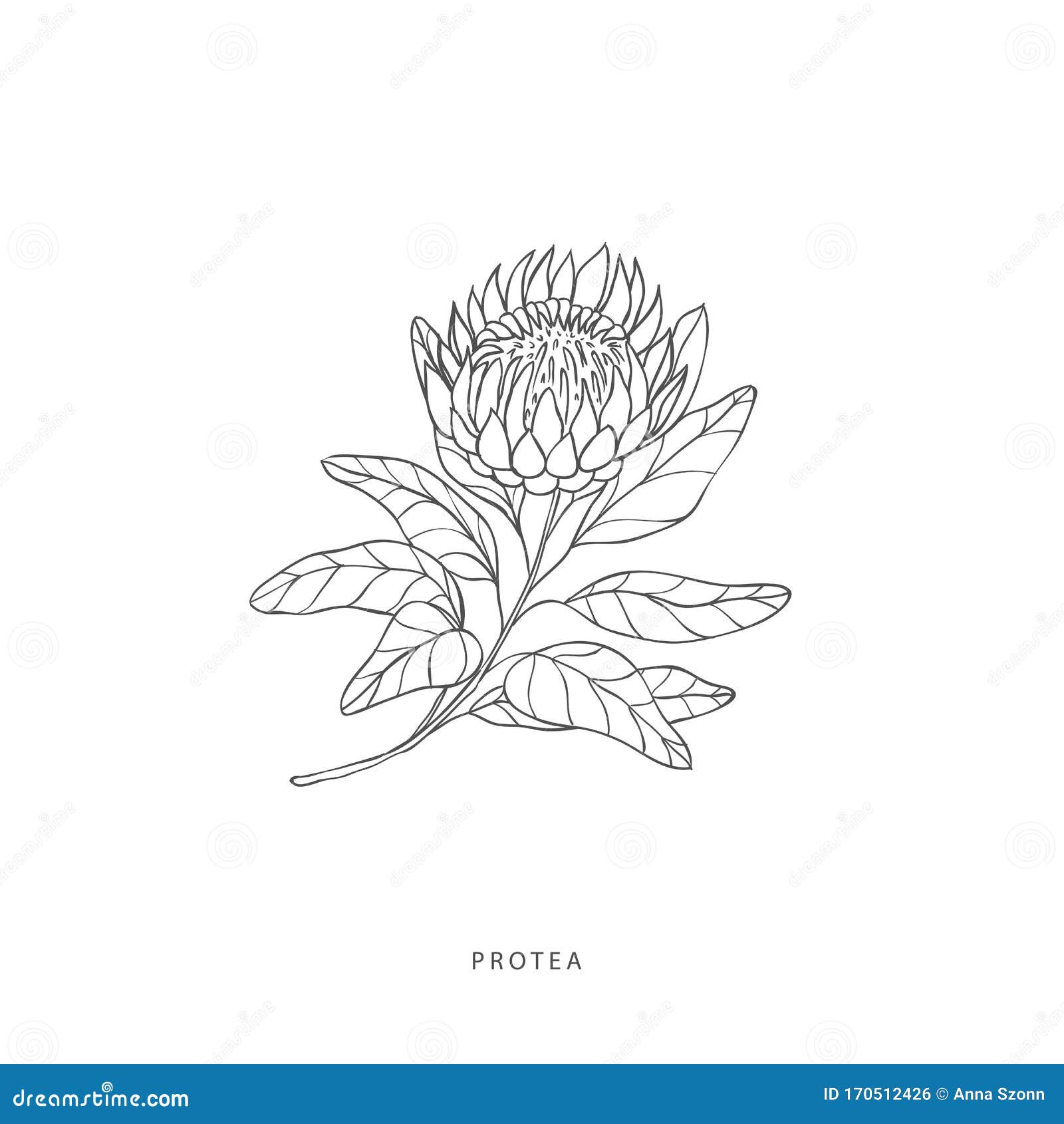 Greenery Design Elements. Botanical Logos. Stock Vector - Illustration ...