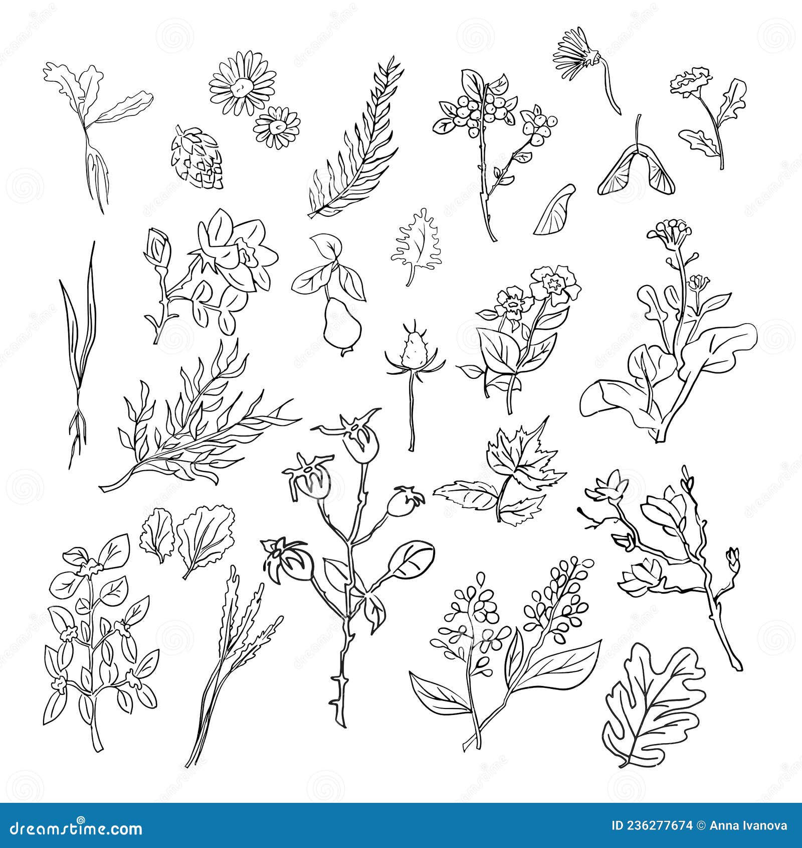 Hand Drawn Plants Elements - Isolated Flowers, Leaves, Herbs - for ...