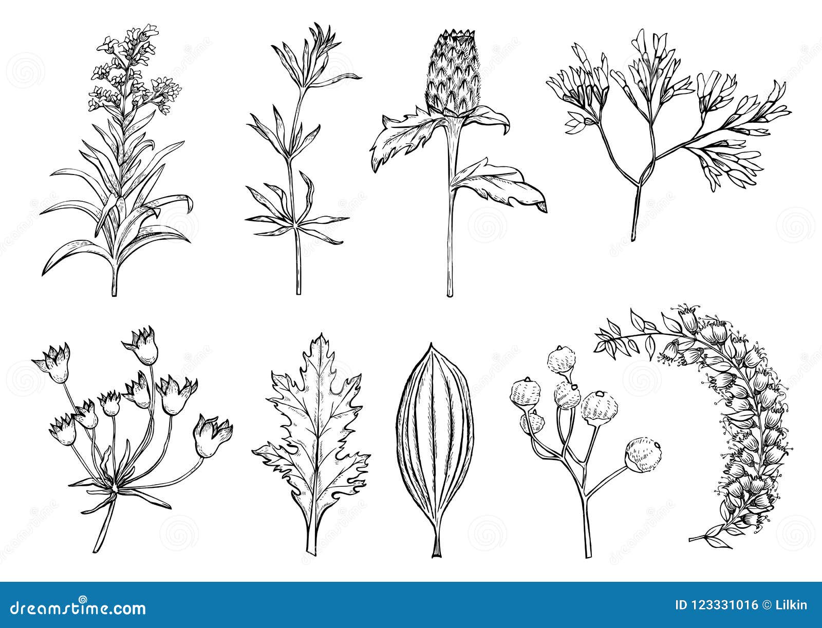 Hand Drawn Plants and Flowers Illustration Stock Vector - Illustration ...