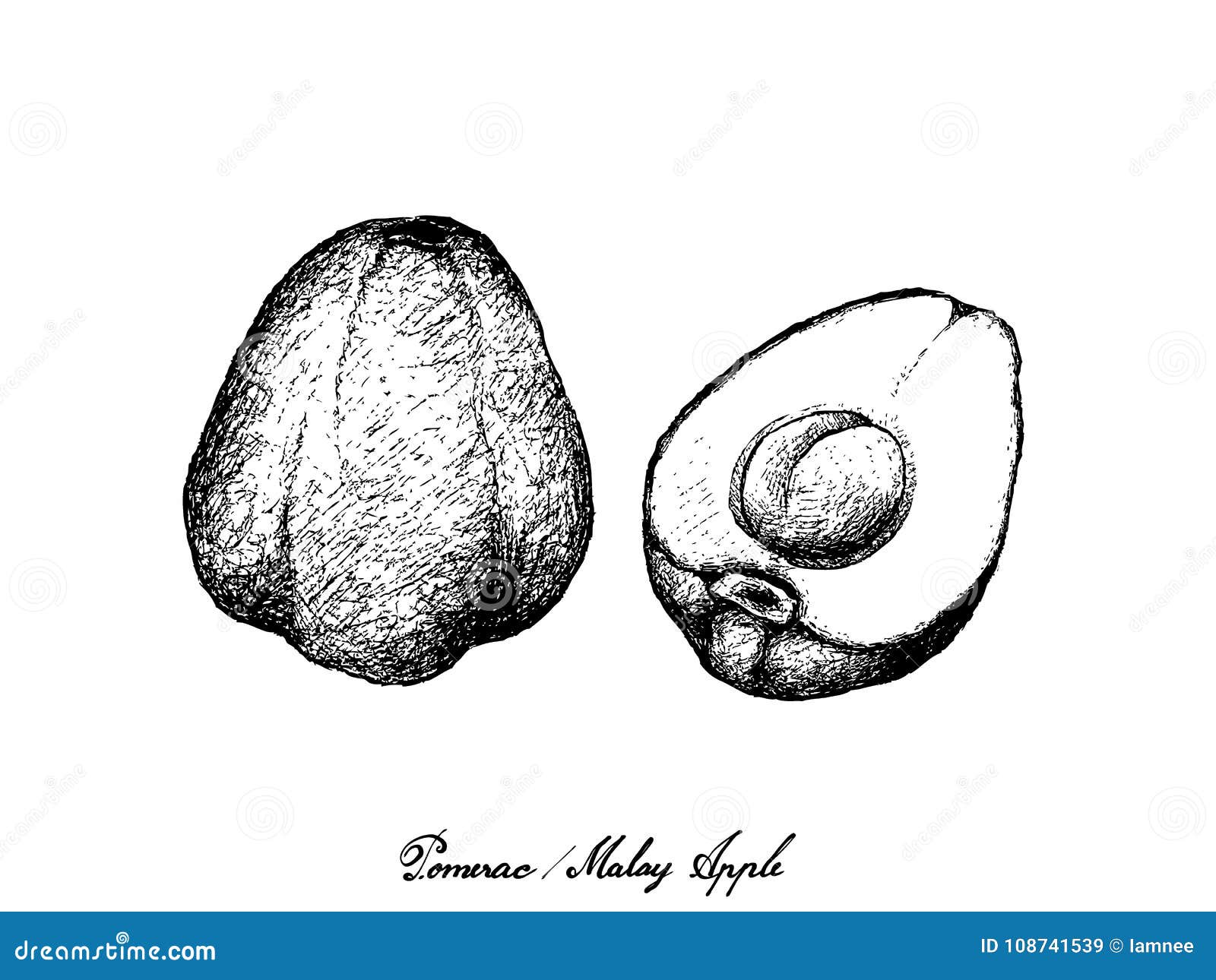 Hand Drawn of Pomerac or Malay Apple on White Background Stock Vector ...