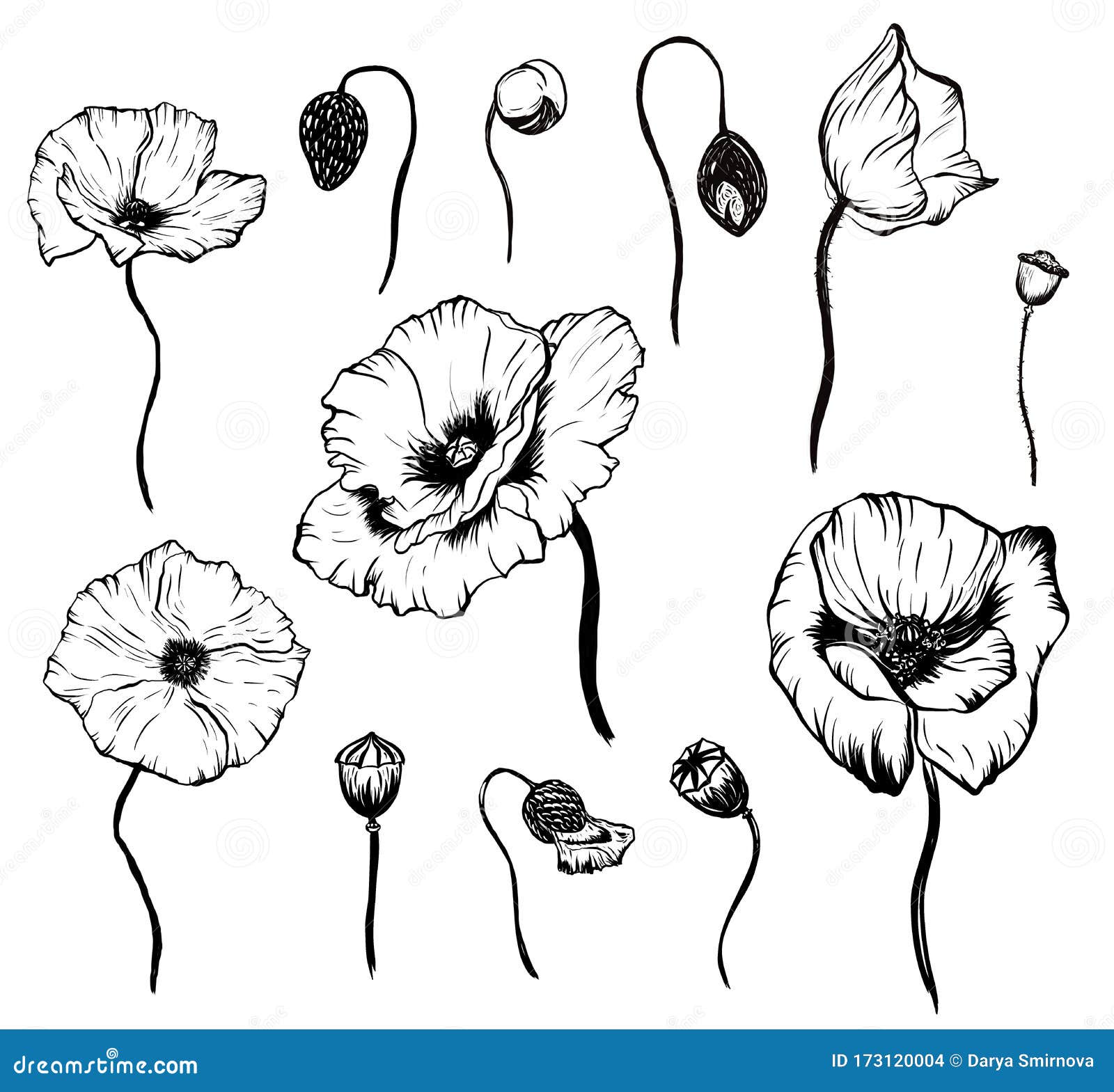 Hand Drawn Poppy Stock Photos Download 182 Royalty Free Photos