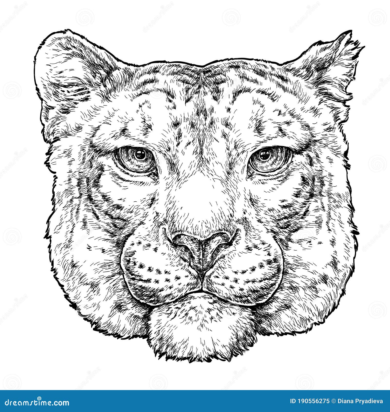 Hand Drawn Portrait Of Snow Leopard. Vector Illustration Isolated On