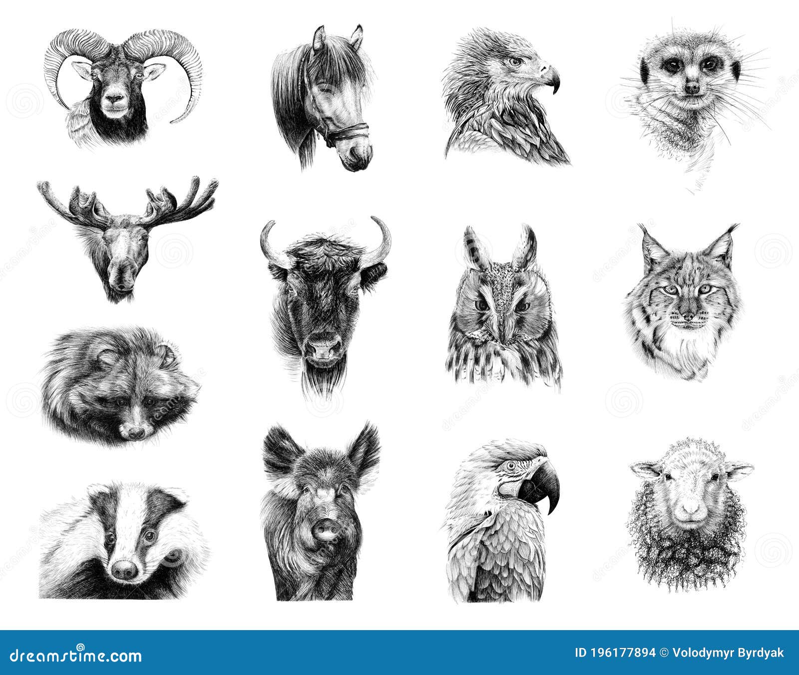 Sketch Animal African Wild Savanna Fauna Stock Vector Royalty Free  1660944241  Shutterstock