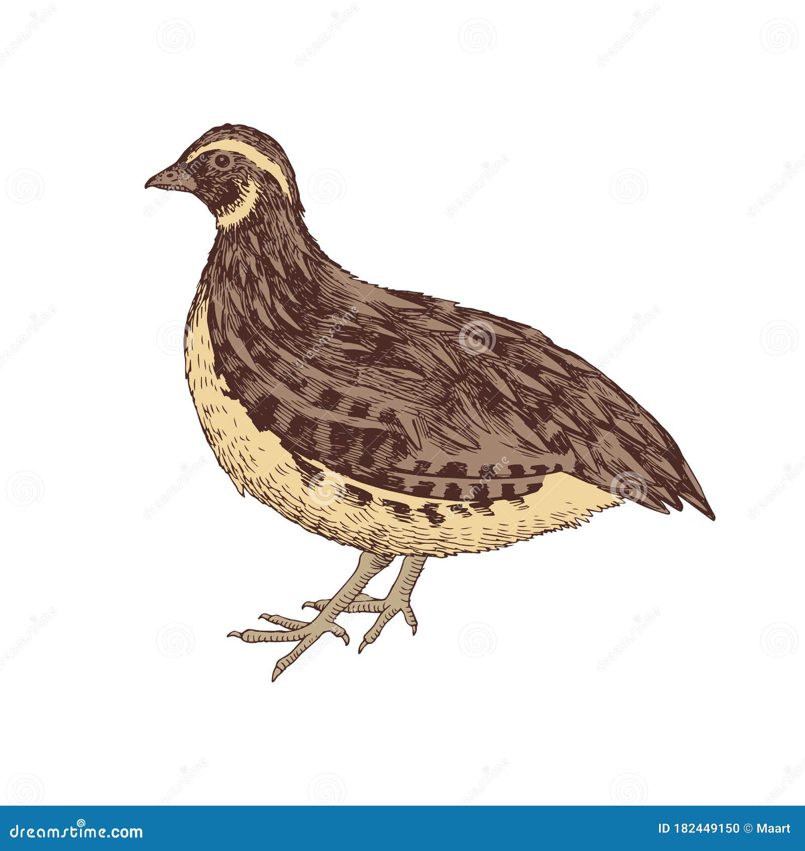 Hand drawn quail stock vector. Illustration of nature 182449150