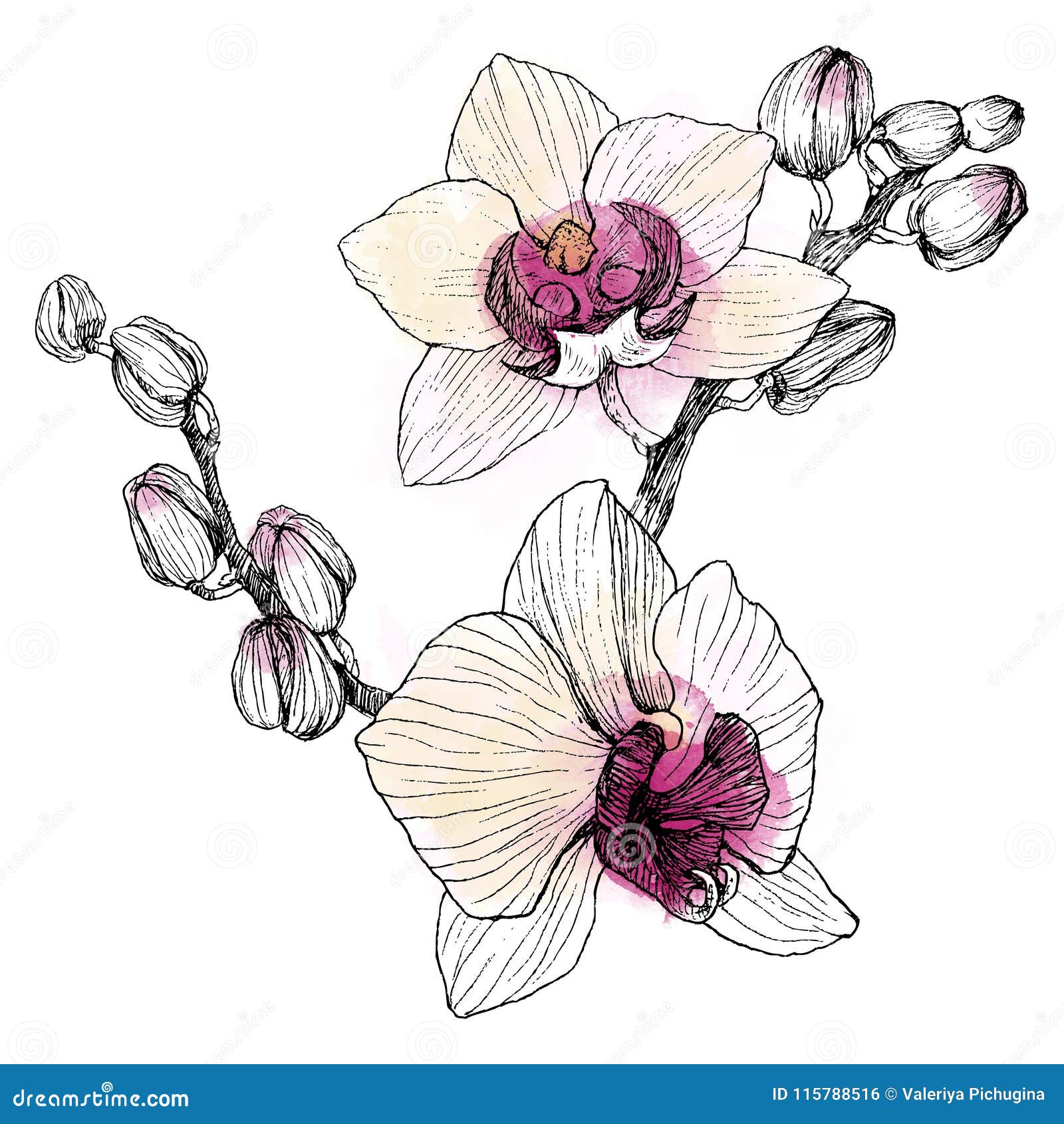Printable Orchid Flower Coloring Page - Free Printable Coloring Pages for  Kids