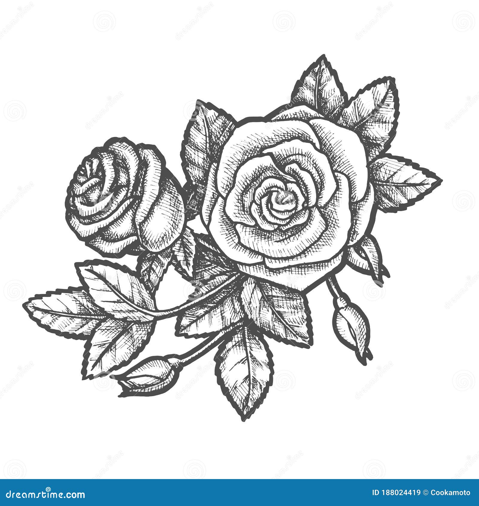 vintage rose sketch