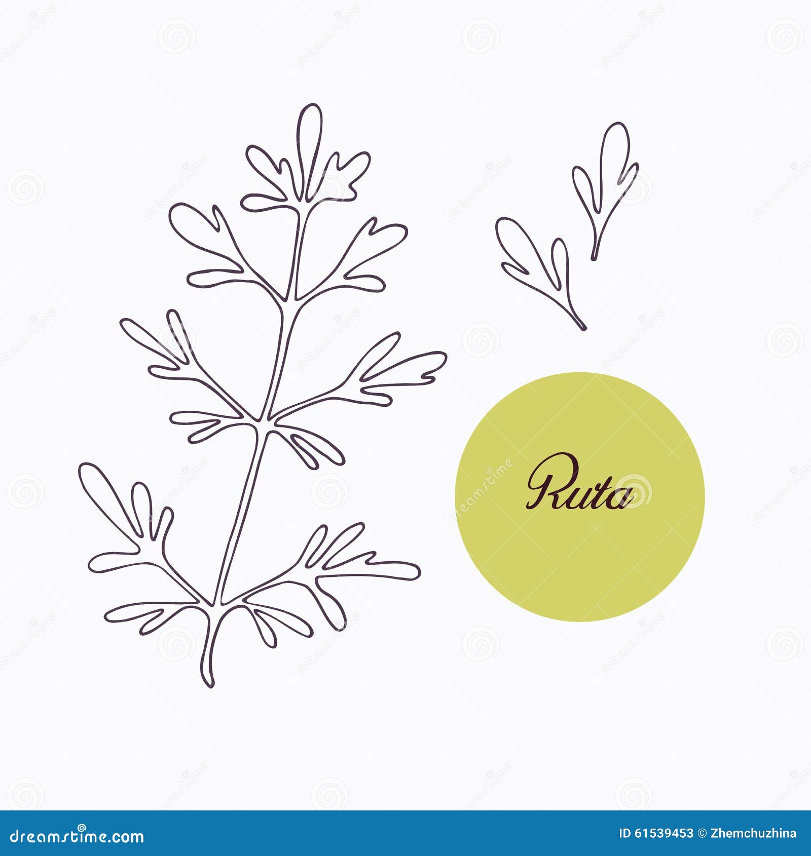 hand drawn ruta or rue branch with leaves 