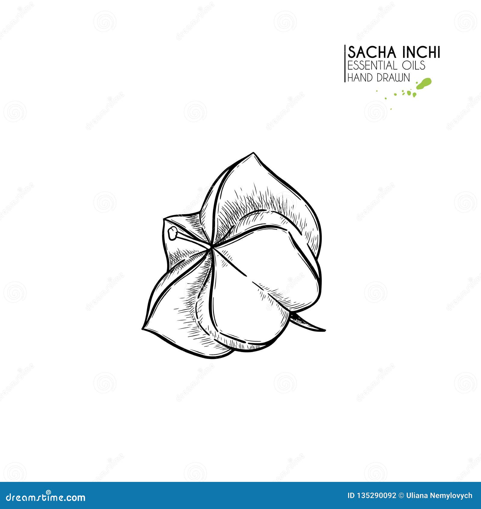 hand drawn sacha inchi star capsula. engraved  . medical, cosmetic plant. moisturizing serum,essential