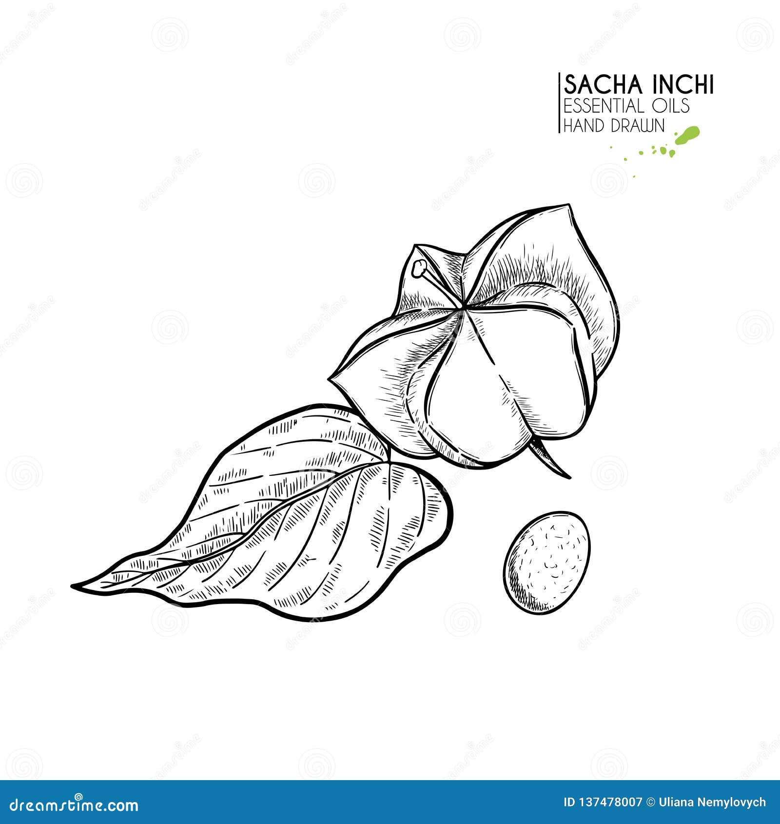 hand drawn sacha inchi star capsula. engraved  . medical, cosmetic plant. moisturizing serum,essential