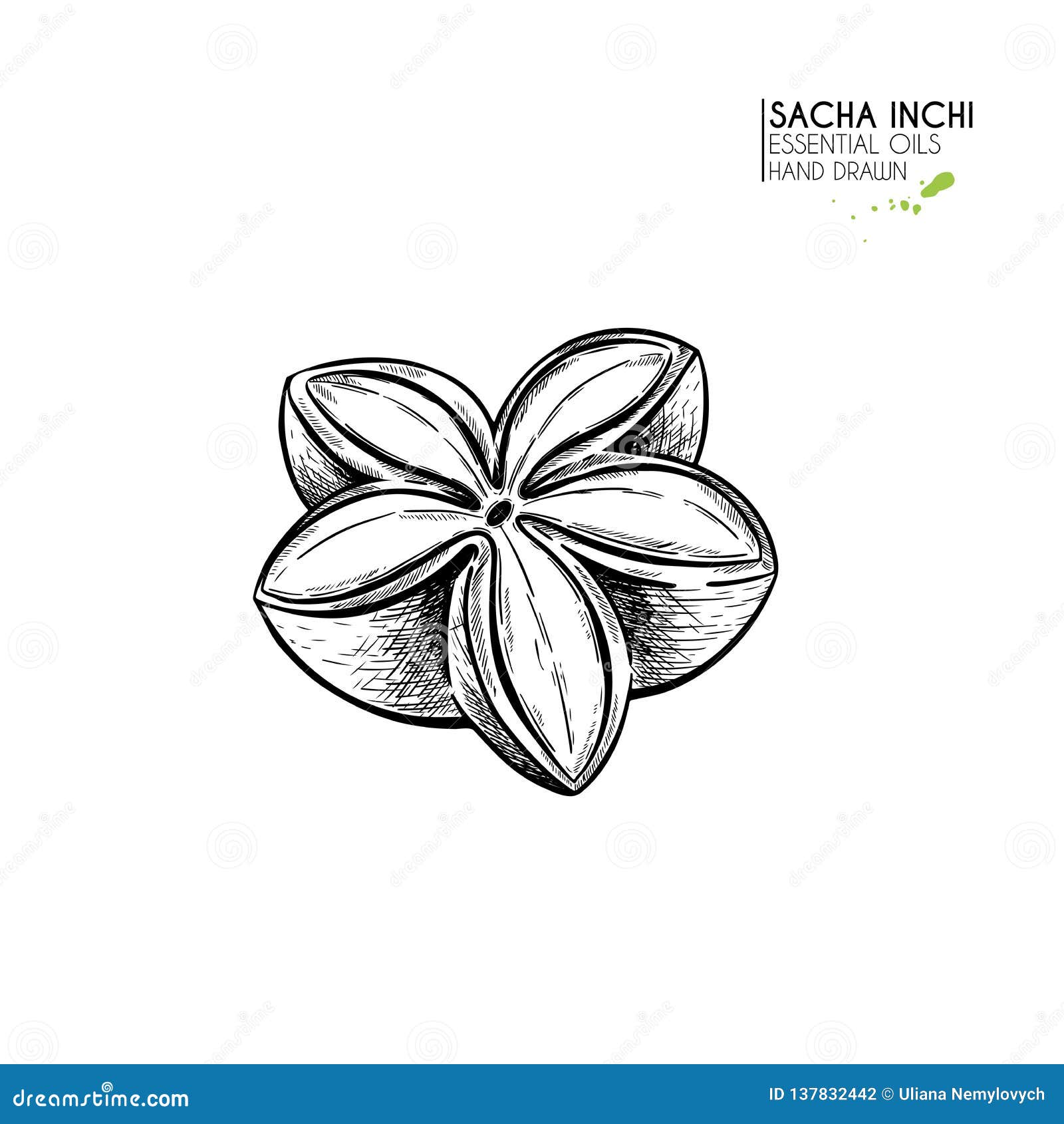 hand drawn sacha inchi star capsula. engraved  . medical, cosmetic plant. moisturizing serum,essential