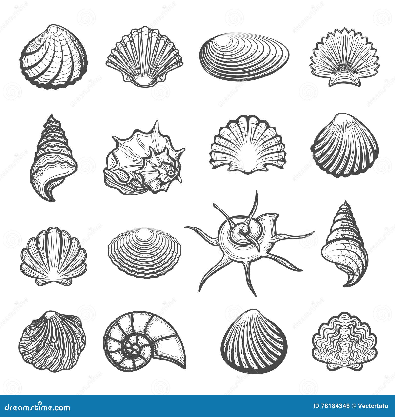 Hand drawn sea shell set stock vector. Illustration of collection
