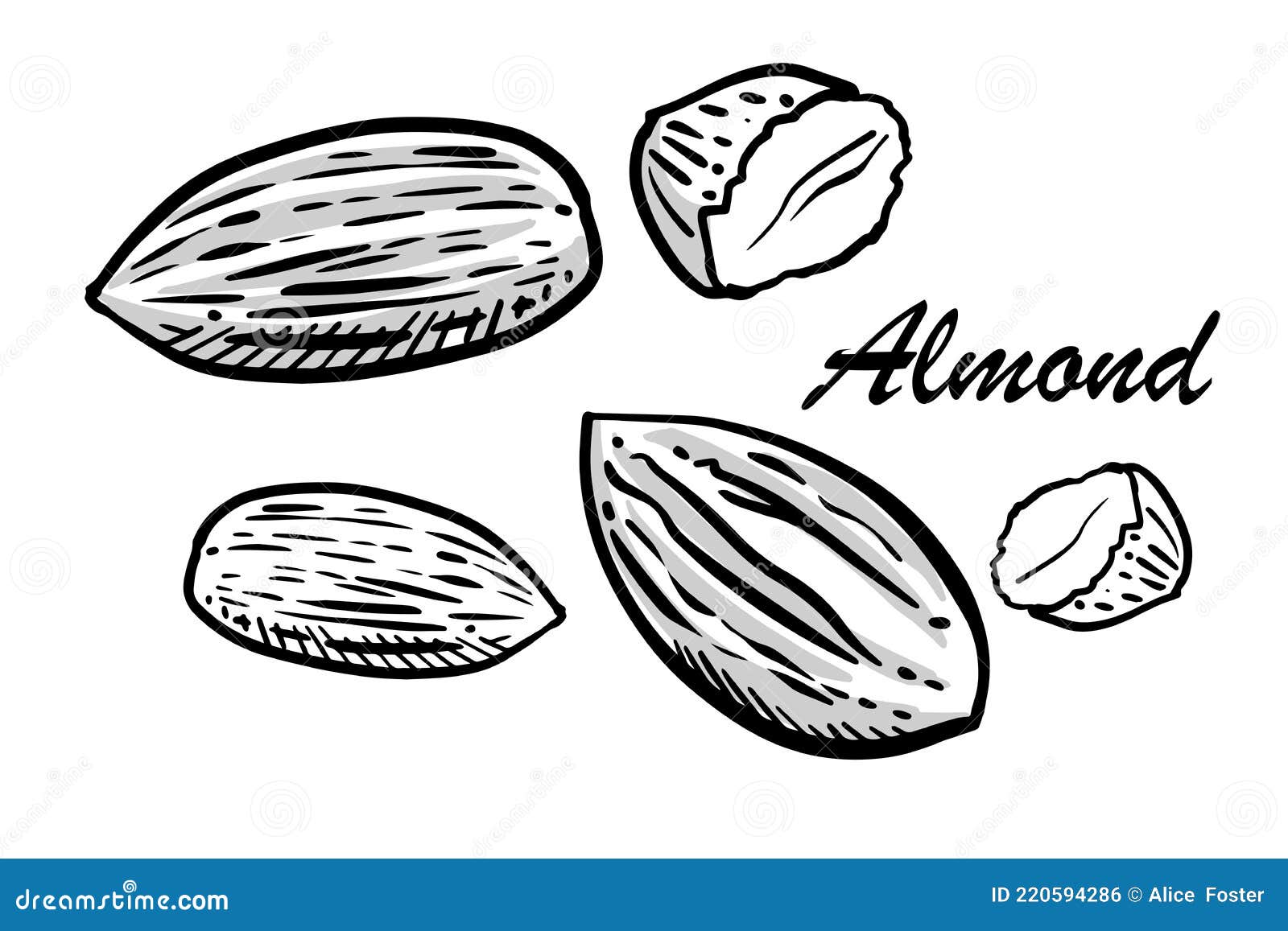 Hand Drawn Set Of Almonds With Shadows Outline Style Ink Drawing