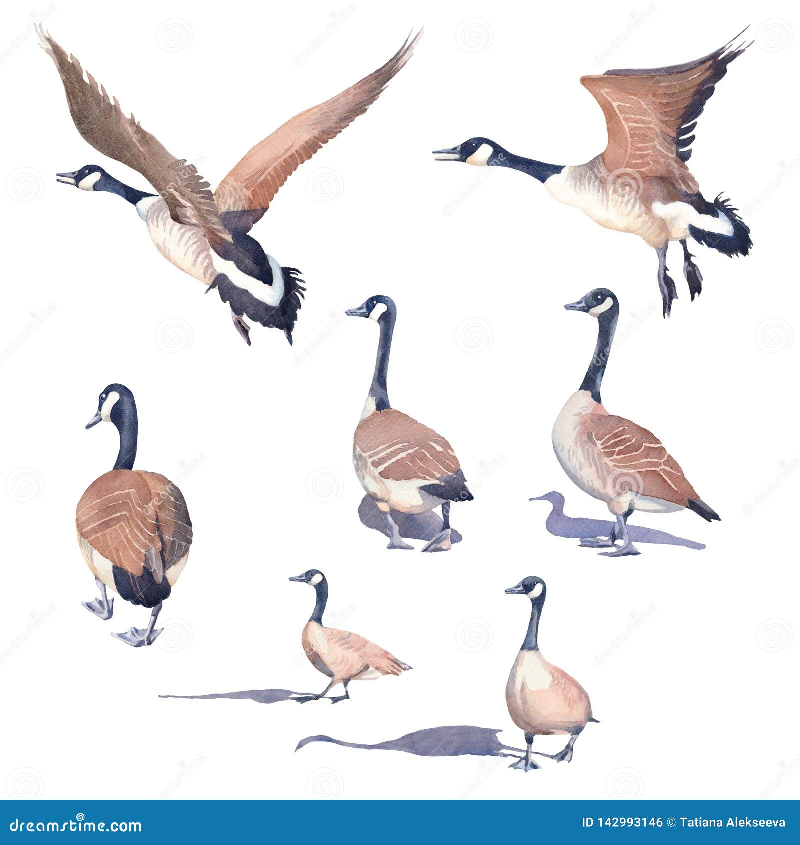 hand drawn set of canada geese on a white background
