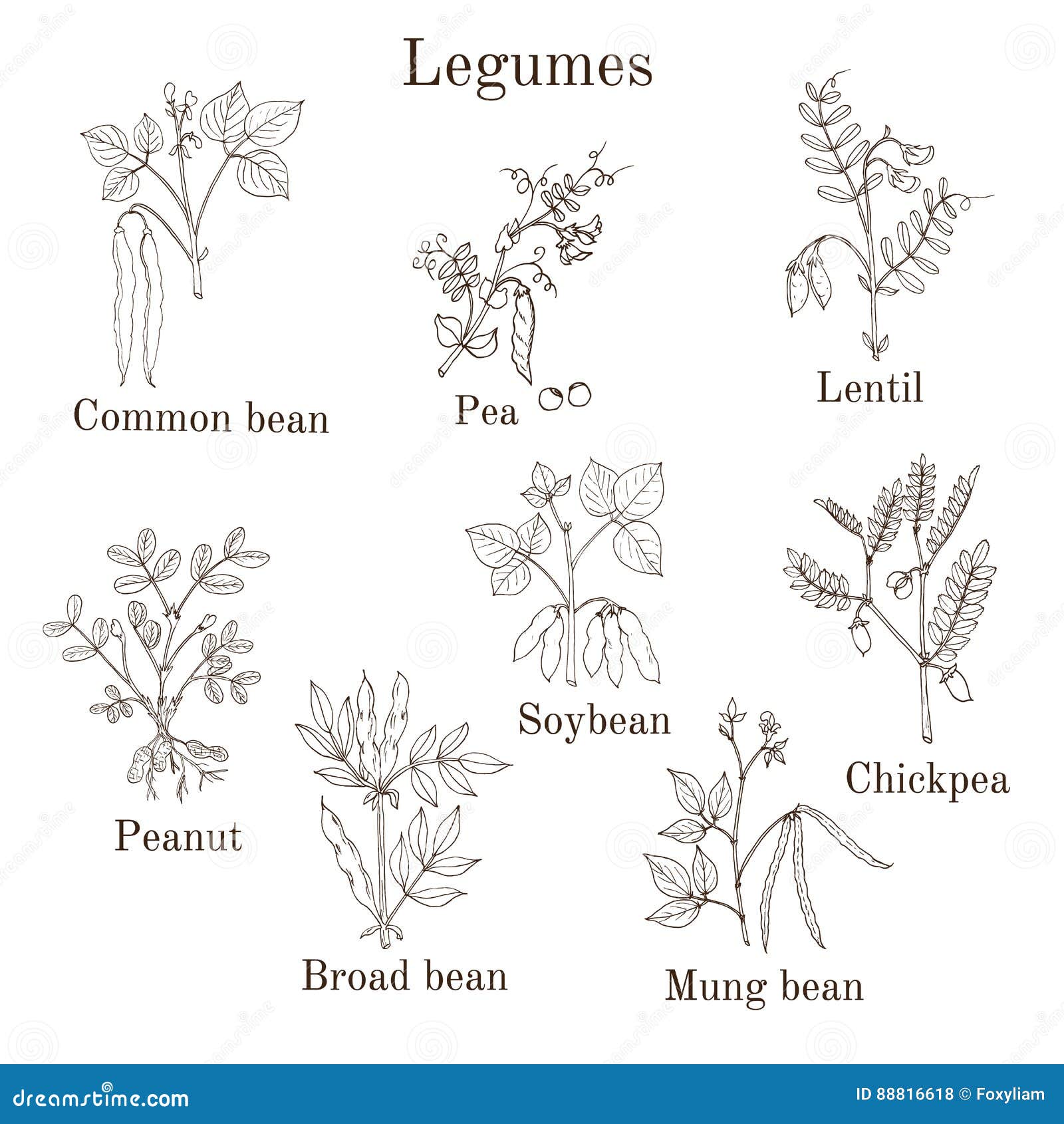 Cereal And Legume Plants With Hanging Pods And Grain Vector Set