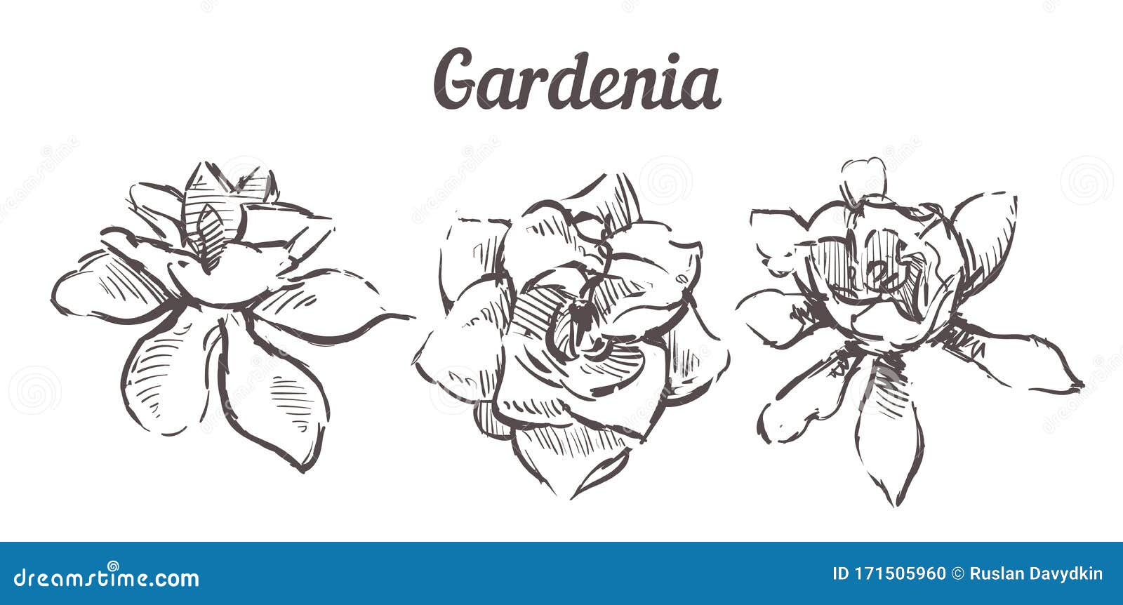 Gardenia Stock Illustrations – 1,271 Gardenia Stock Illustrations, Vectors  & Clipart - Dreamstime