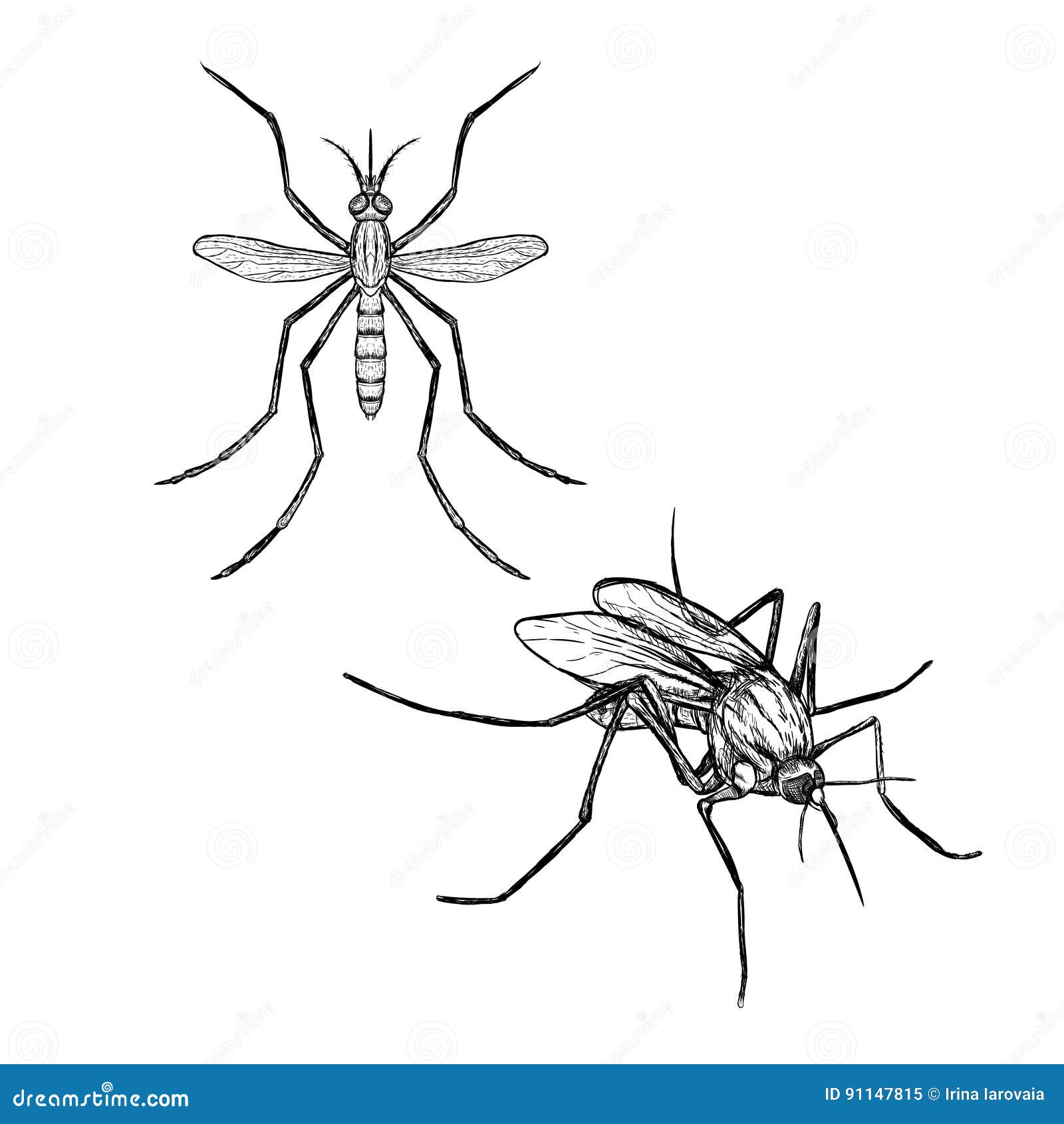 How to Draw a Mosquito step by step  8 Easy Phase  Video